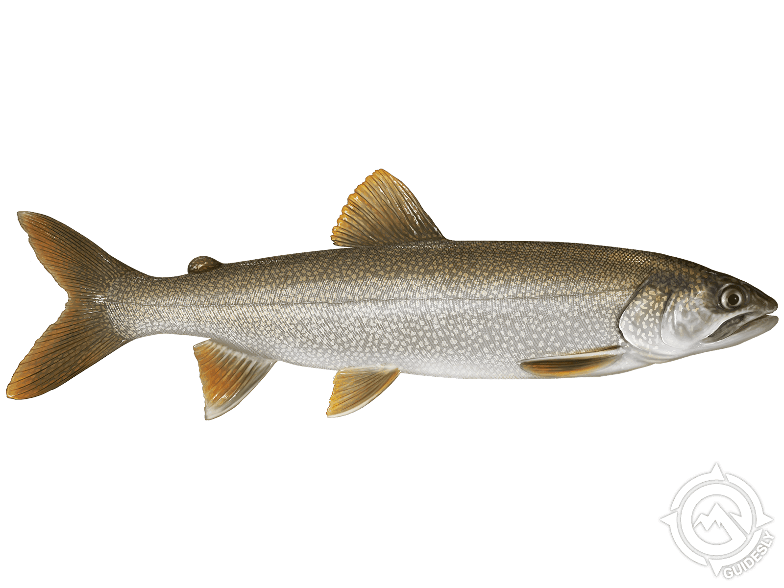 Lake Trout